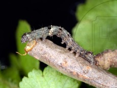 Allophyes oxyacanthae_гусеница II_2